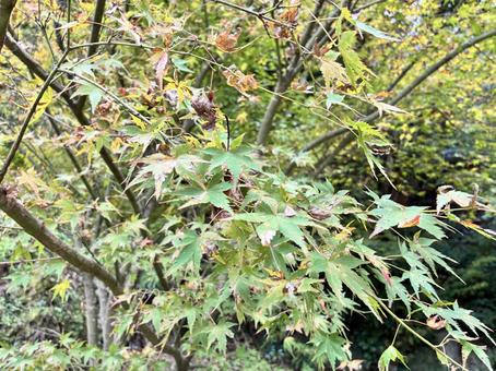 紅葉 紅葉,秋,紅の写真素材