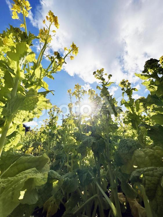 菜の花と太陽と空模様 菜の花,アブラナ,花の写真素材