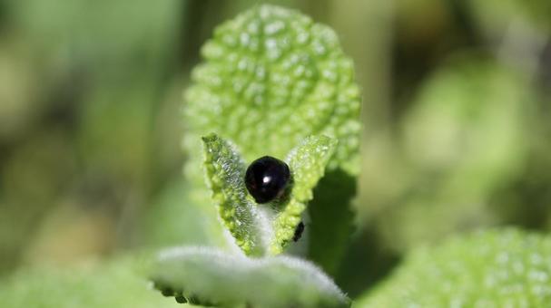 黒いテントウムシ 黒いテントウムシ テントウムシ,てんとう虫,天道虫の写真素材