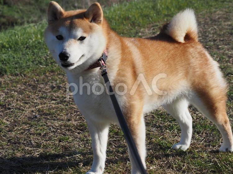 川の土手を散歩中のゆず 柴犬,犬,日本犬の写真素材