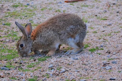 野生のうさぎ 野生のうさぎ うさぎ,大久野島,動物の写真素材