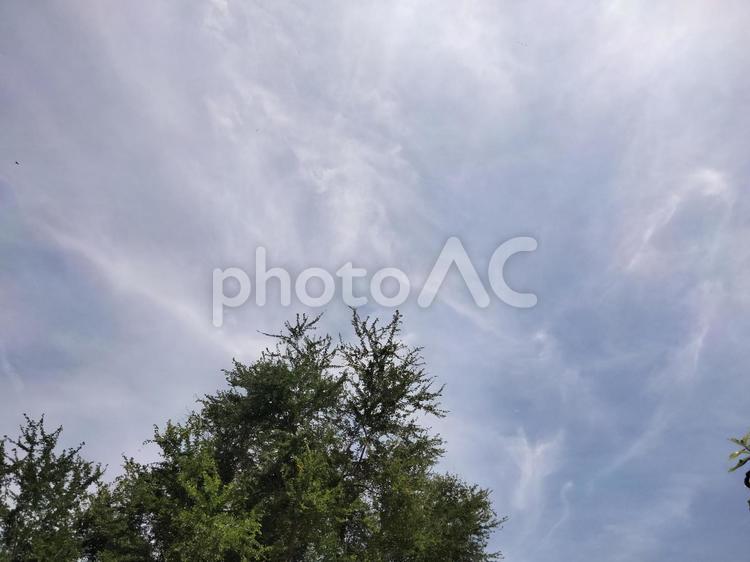 青空と雲と樹木 青空,幹,枝の写真素材