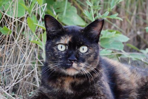ねこ ねこの写真