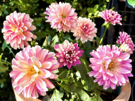 ダリア ダリア ガーデニング,花,庭の写真素材