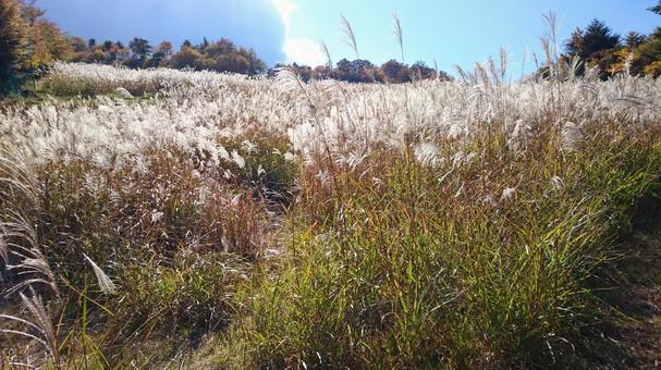 すすき すすき 茶臼山,茶臼山高原,すすきの写真素材