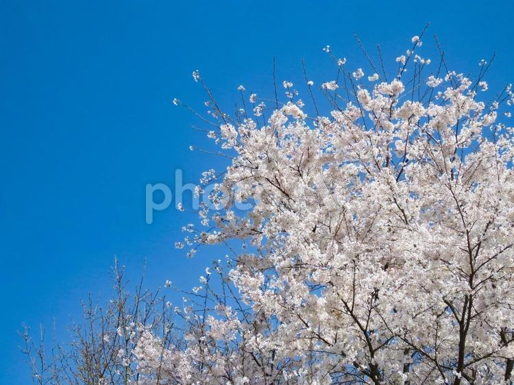 春イメージ〜満開の桜と青空 サクラ,さくら,桜の写真素材