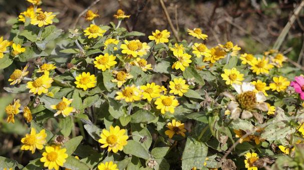 【花の写真】メランポジウム 植物,風景,敷島公園の写真素材