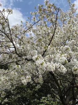 Spring Cherry Blossoms Kanto Region Part 3, JPG