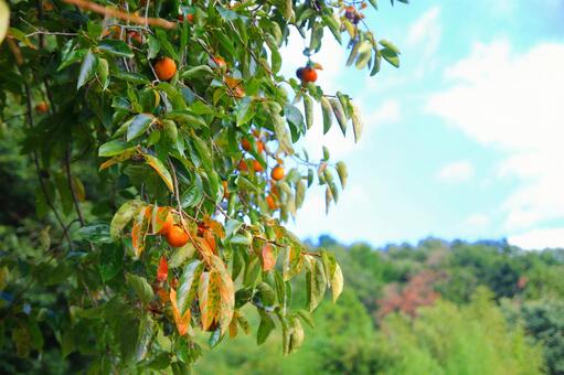 柿と青空の写真
