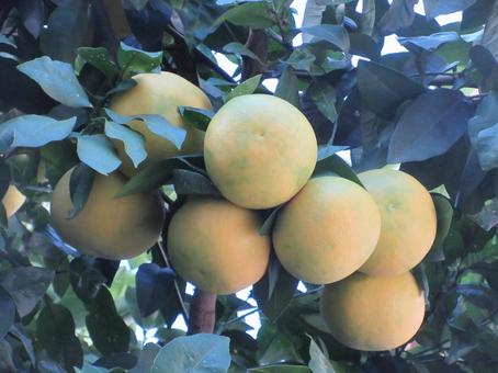 11月のグレープフルーツ  ０１０ グレープフルーツ,果物,11月の写真素材