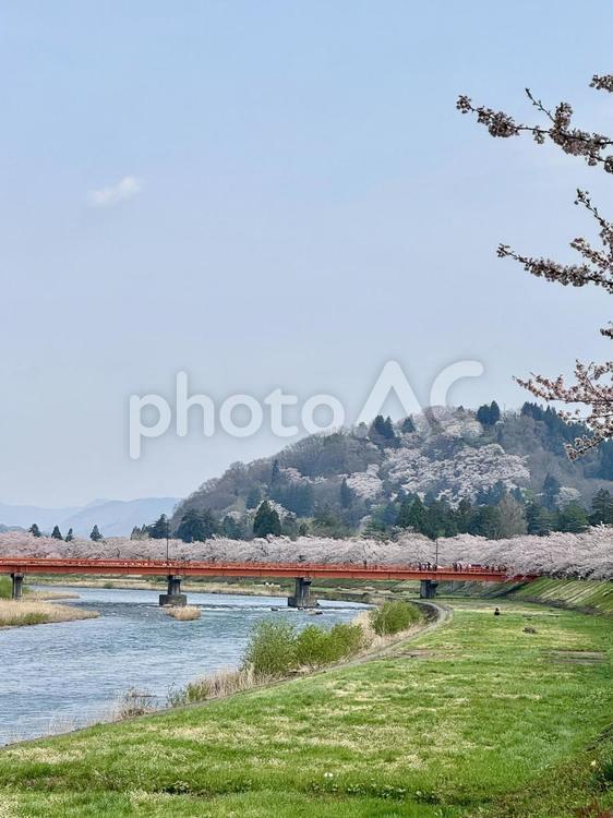 角館の桜並木 角館,桜並木,桜の写真素材