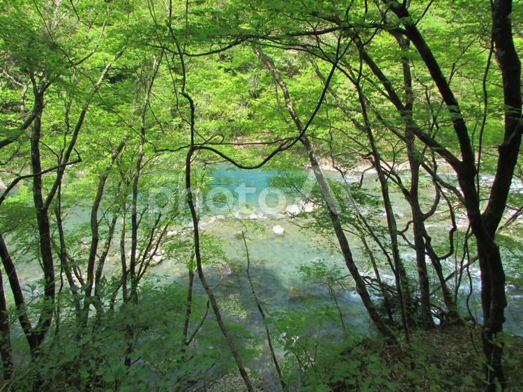 抱返り渓谷（秋田県） 清流,緑,川の写真素材