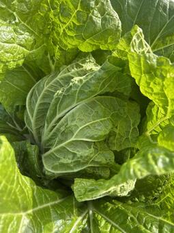 市民農園の白菜の結球の始まり 白菜,はくさい,結球の写真素材