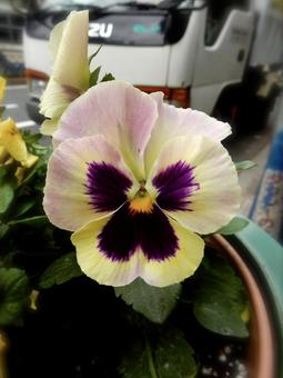 パンジーの写真