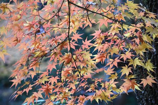 紅葉 紅葉 紅葉,秋,もみじの写真素材