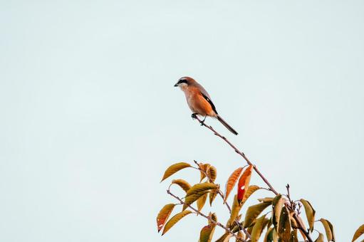 百舌鳥がいる風景 百舌鳥,野鳥,小鳥の写真素材