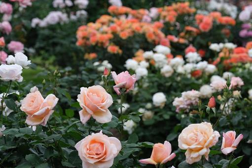 薔薇 薔薇の写真