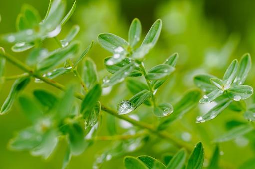 水滴の輝き⑶ 水滴の輝き⑶ 植物,葉,水滴の写真素材