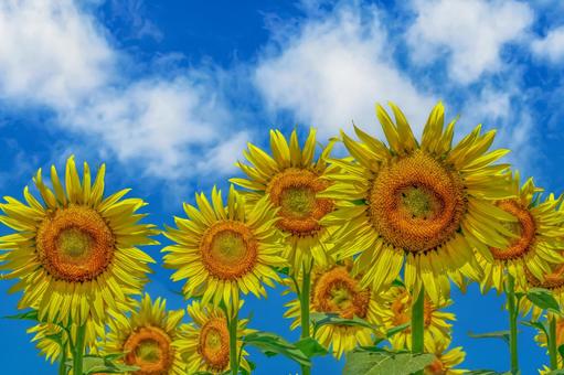 ヒマワリの花 ヒマワリの花 ひまわり,ひまわり畑,アウトドアの写真素材