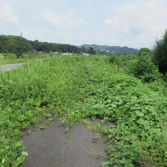 すっかり植物に覆われた河川敷の遊歩道 すっかり植物に覆われた河川敷の遊歩道 道,歩道,遊歩道の写真素材