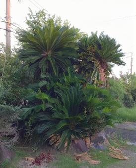 大きなソテツ ソテツ,蘇鉄,若葉の写真素材