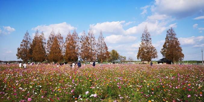 風車とコスモス ~秋の風景 風車とコスモス ~秋の風景の写真