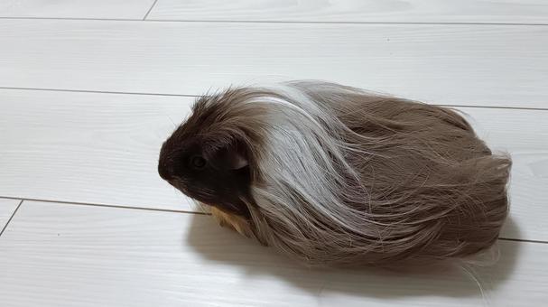 「どこで呼んでるの？」長毛モルモット モルモット,ペット,後ろ姿の写真素材