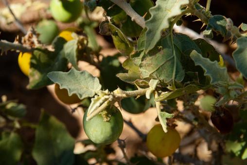 トゲナスの実の写真