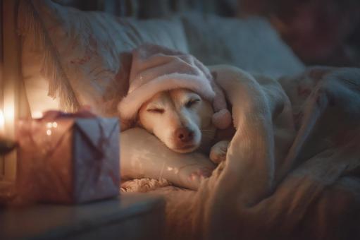 サンタ帽をかぶって眠る犬のクリスマス サンタ帽をかぶって眠る犬のクリスマスの写真