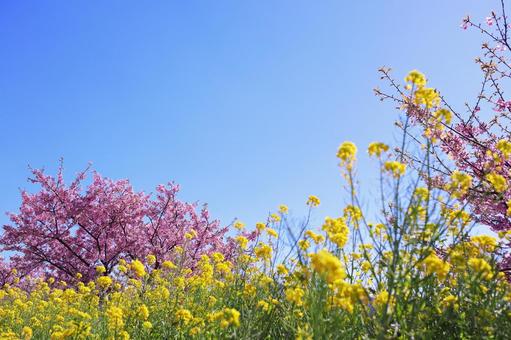 青空と桜と菜の花の風景 青空と桜と菜の花の風景 花,春,青空の写真素材