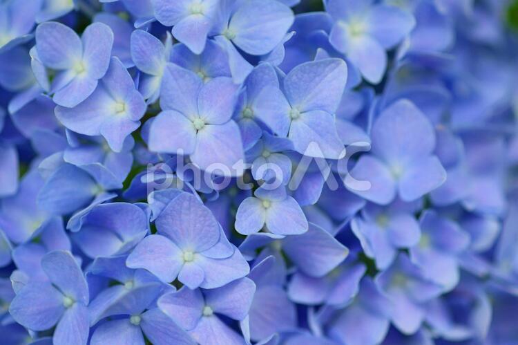 アジサイ　青い花　テクスチャ背景素材 あじさい,紫陽花,アジサイの写真素材