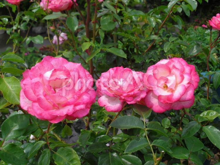 三つ並んで可愛らしいピンクのバラ バラ,薔薇,ピンクのバラの写真素材