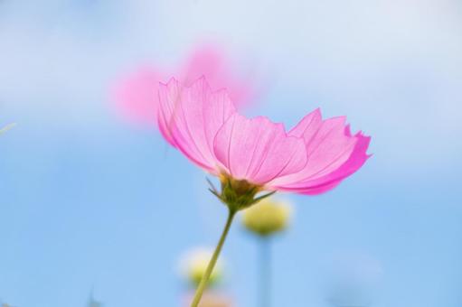 青空とコスモス 青空とコスモス コスモス,秋桜,青空の写真素材