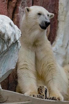 Photo, polar bear, mammalian, bear, 