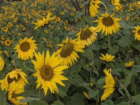 冬の向日葵 冬の向日葵,冬,自然の写真素材