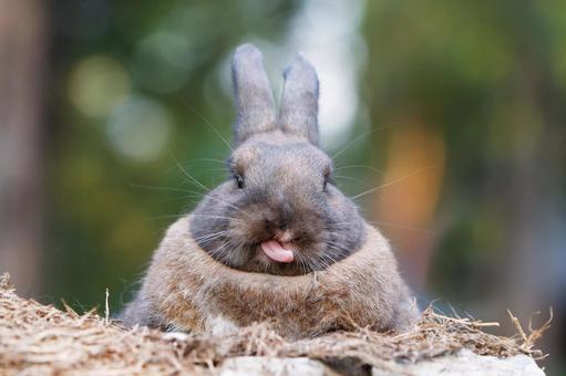 ペットのうさぎ うさぎ,ペット,干支の写真素材