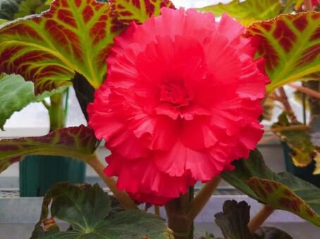 球根ベゴニア ベゴニア,球根,赤色の写真素材