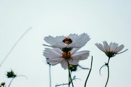 ハチと白いコスモス ハチと白いコスモスの写真
