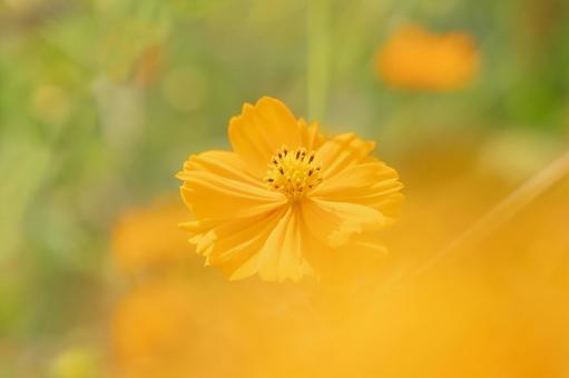 キバナコスモス 秋桜,キバナコスモス,秋の写真素材