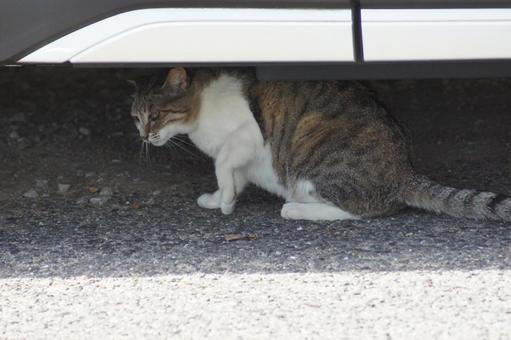 ねこ ねこ にゃんこ,可愛い,野良猫の写真素材