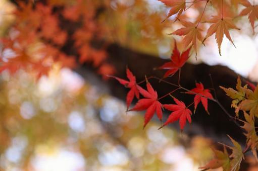 紅葉 2112 03 紅葉,秋,モミジの写真素材