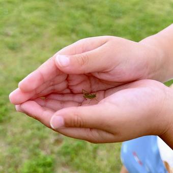 子供の夏休み 子供の夏休み 子供の夏休み,夏休み,虫探しの写真素材