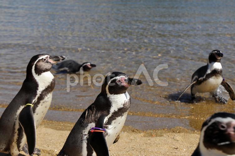長崎のペンギン水族館のペンギン04 水面,水,自然の写真素材