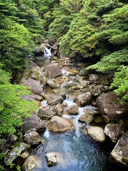 森の中の小川 森の中の小川の写真