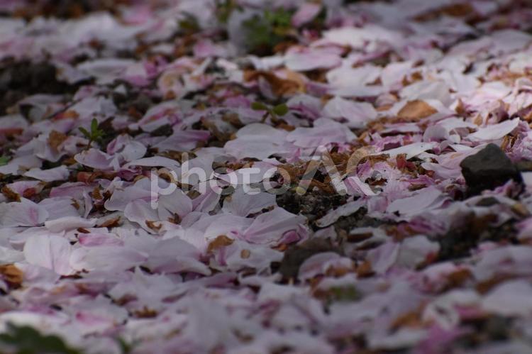 桜の絨毯 桜,さくら,桜の花の写真素材