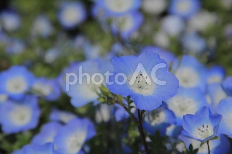 愛媛県フラワーパーク大洲　青いネモフィラ ネモフィラ,一輪,花びらの写真素材