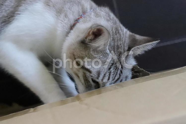 段ボールを覗き込む猫 猫,ねこ,段ボールの写真素材