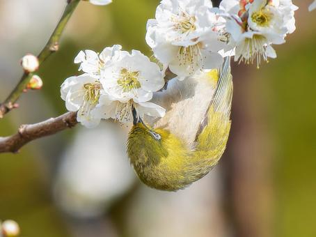 Plum blossoms and Japanese white-eye, JPG