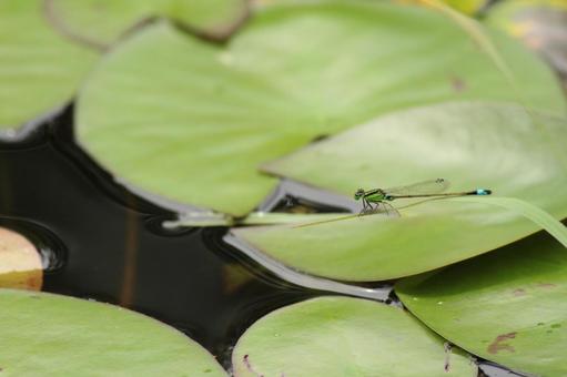 イトトンボの写真