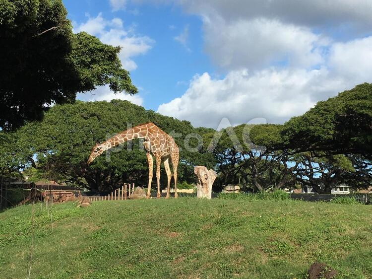ホノルル動物園のキリン キリン,動物園,ホノルル動物園の写真素材